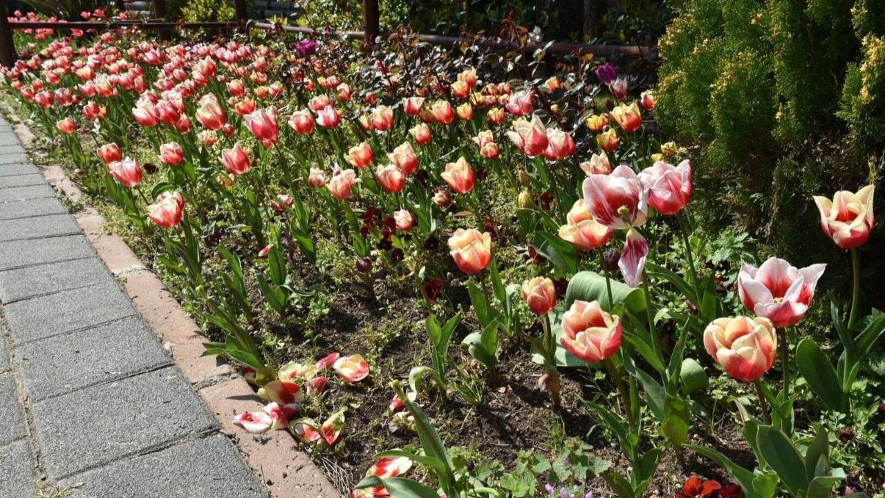 İstanbul’da lale zamanı başladı