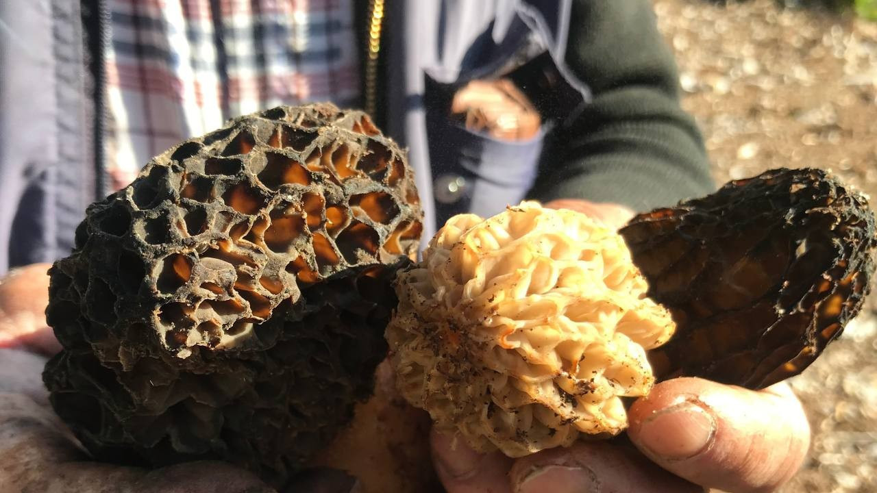 Bu lezzet için her sabah Toros'lara tırmanıyorlar: Kilosu 4 bin liradan satılıyor